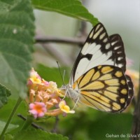 Belenois aurota Fabricius, 1793